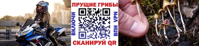 Галлюциногенные грибы прущие грибы  Купить  Белово 